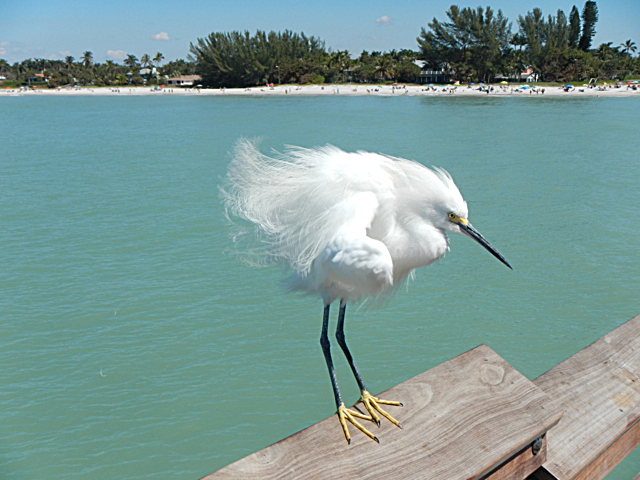 Susan Carlson Throwback Thursday: Pondering of Florida