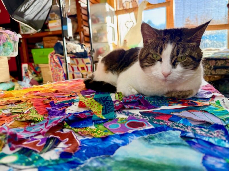 Today! Glorious Gecko Fabric Collage Follow Along Begins! Today! Glorious Gecko Fabric Collage Follow Along Begins!